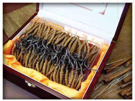 宜君冬虫夏草回收